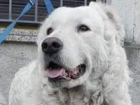 abruzzo maremma shepherd dog